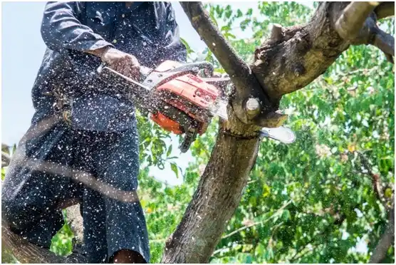 tree services McElhattan